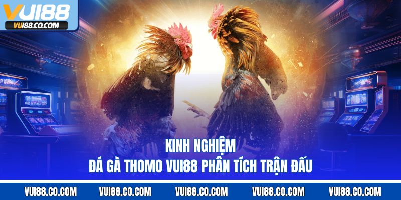 chiến thuật đá gà Thomo vui88 phân tích nhịp đấu