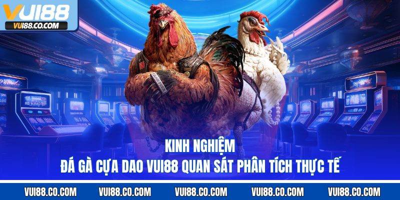 kinh nghiệm đá gà cựa dao vui88 quan sát phân tích thực tế
