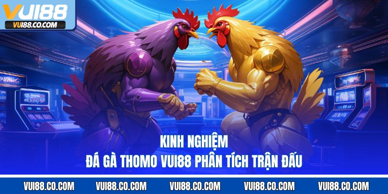 kinh nghiệm đá gà Thomo vui88 phân tích trận đấu