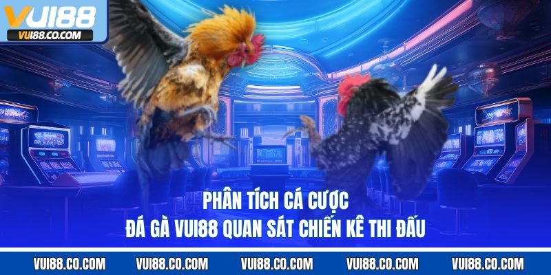 phân tích cá cược đá gà vui88 quan sát chiến kê thi đấu